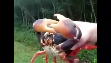 27 Interesting Animal Moments Caught on Camera