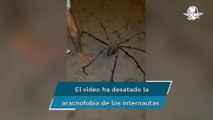 Una araña hecha de coco saca varios sustos en TikTok