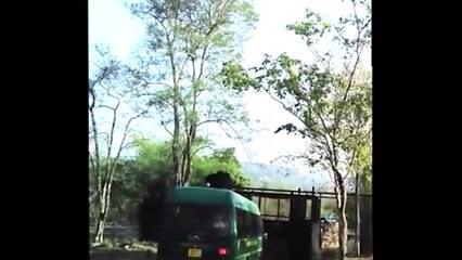 50 Scary BEAR Moments Caught On Camera