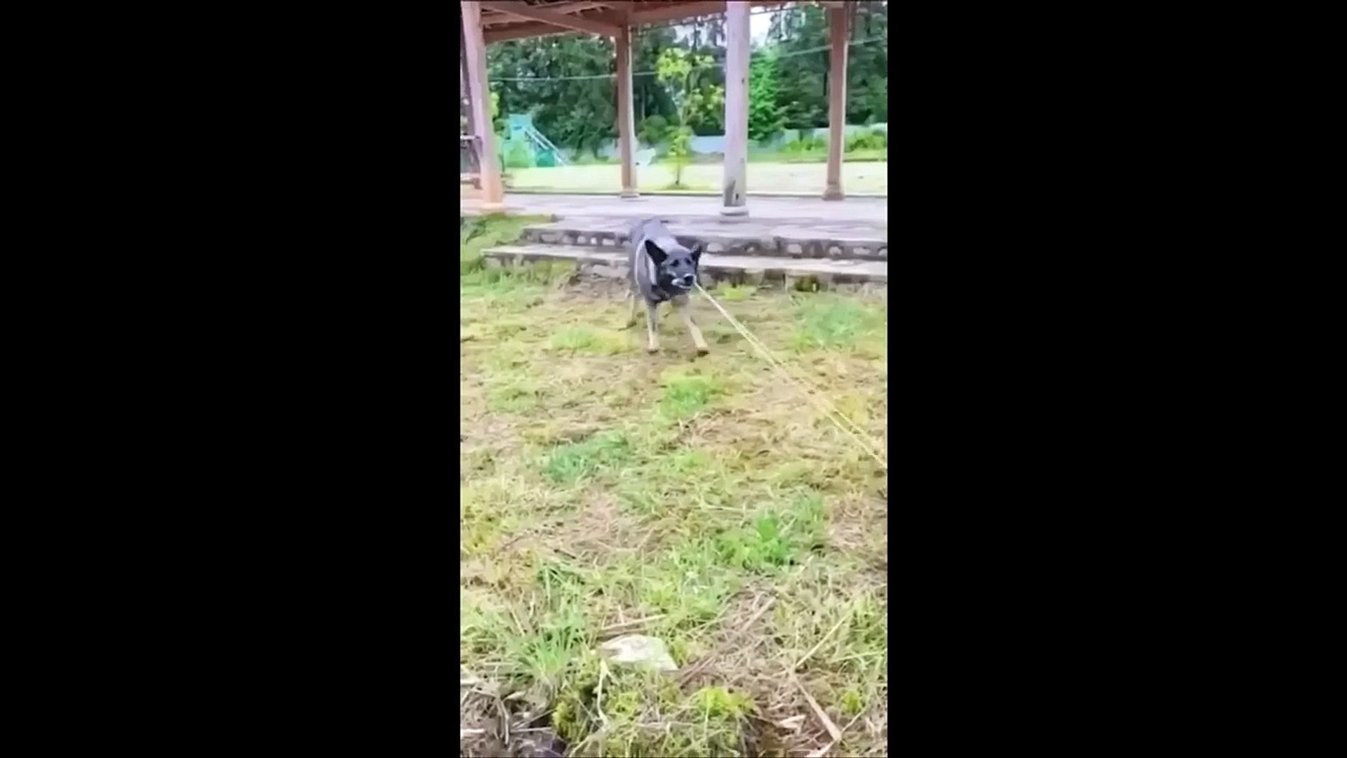 ⁣Animals Saving Other Animals