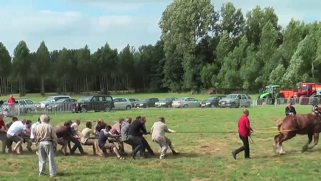 Animals Going GOD Mode