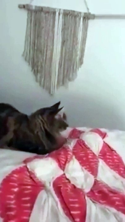 Frightened and Funny Cat l l