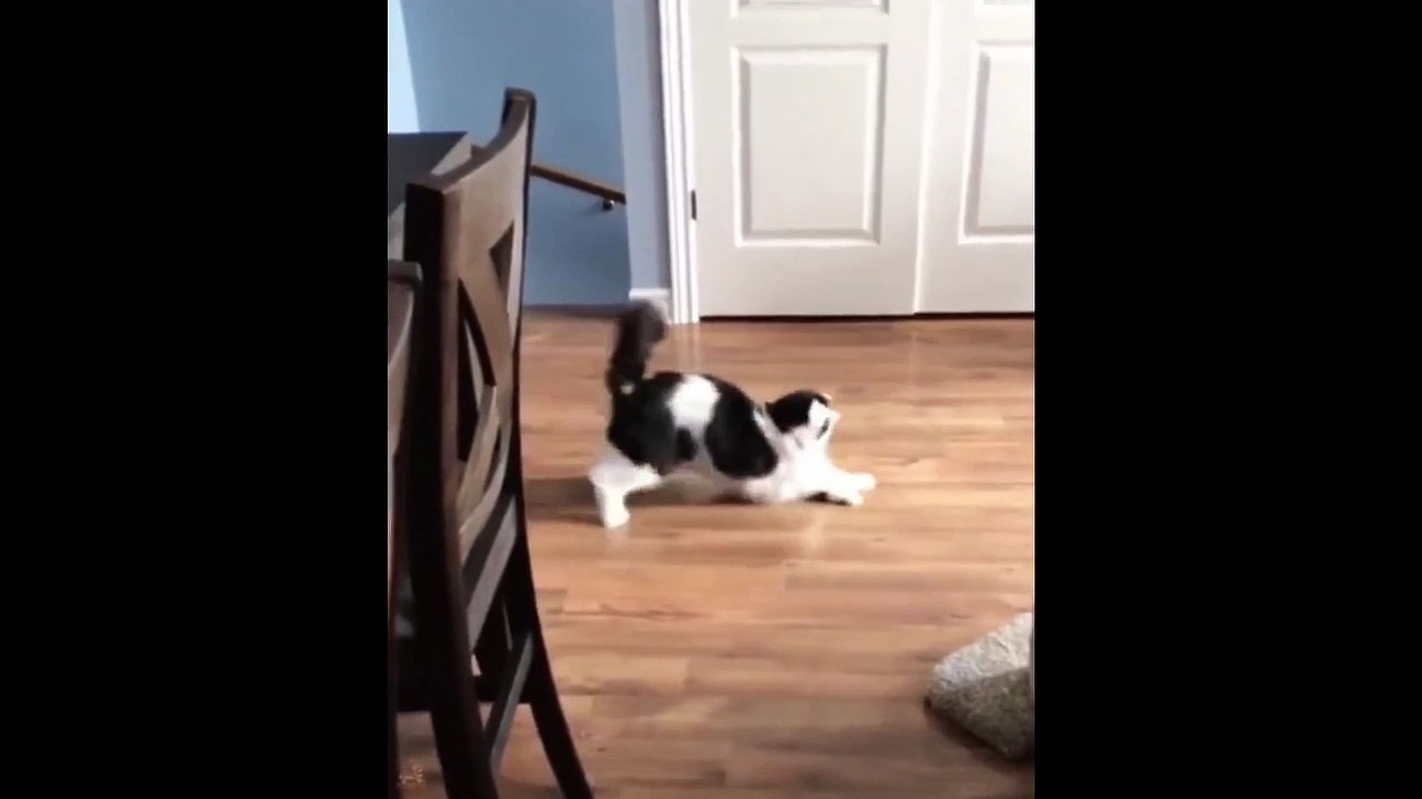 Cute Kitten Behavior