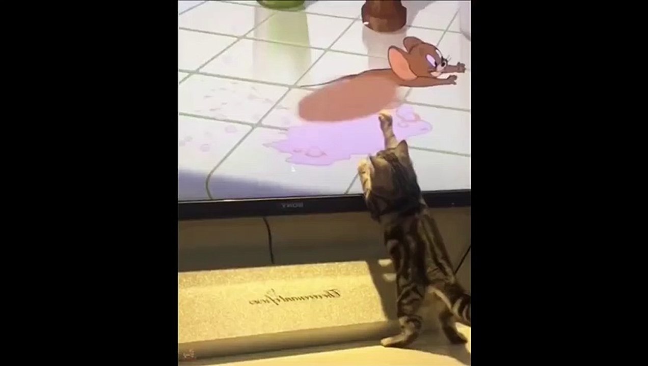 are kittens cute?