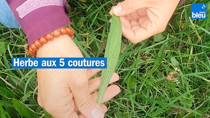 Soignez-vous avec le plantain : facile à trouver, c'est la plante médicinale à connaître