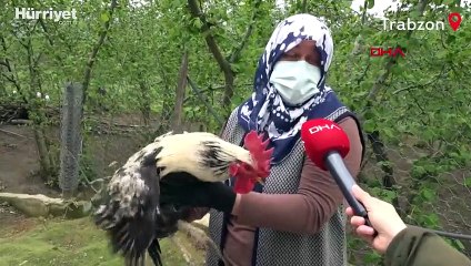 'Anne' diye öttüğünü öne sürdüğü horozun sahibi 'kesmeye kıyamadık'