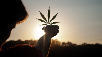 Las razones por las que debería o no ser aprobado el proyecto para regular consumo de cannabis