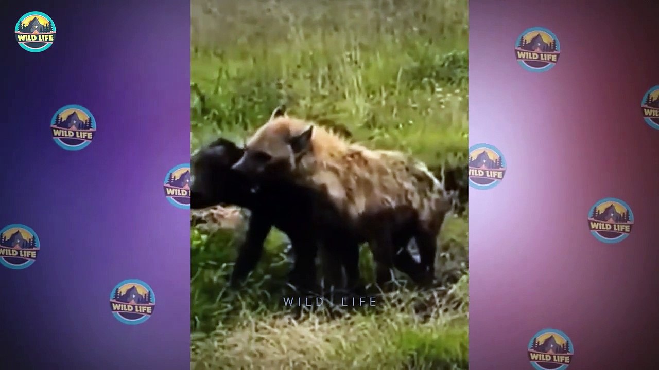 Top 15 Ferocious Hunting Moments When Hyenas Showed How Brutal They Were