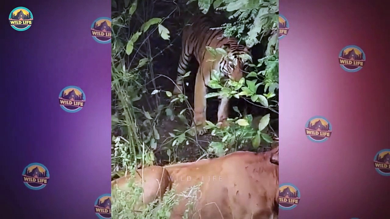 11 Merciless Moments When Buffaloes Begged For Mercy