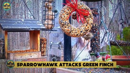 Top 15 Abrupt Moments When Hawks Were Too Quick While Hunting