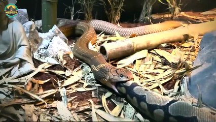 15 Terrible Moments When Snakes Were Extremely Hungry