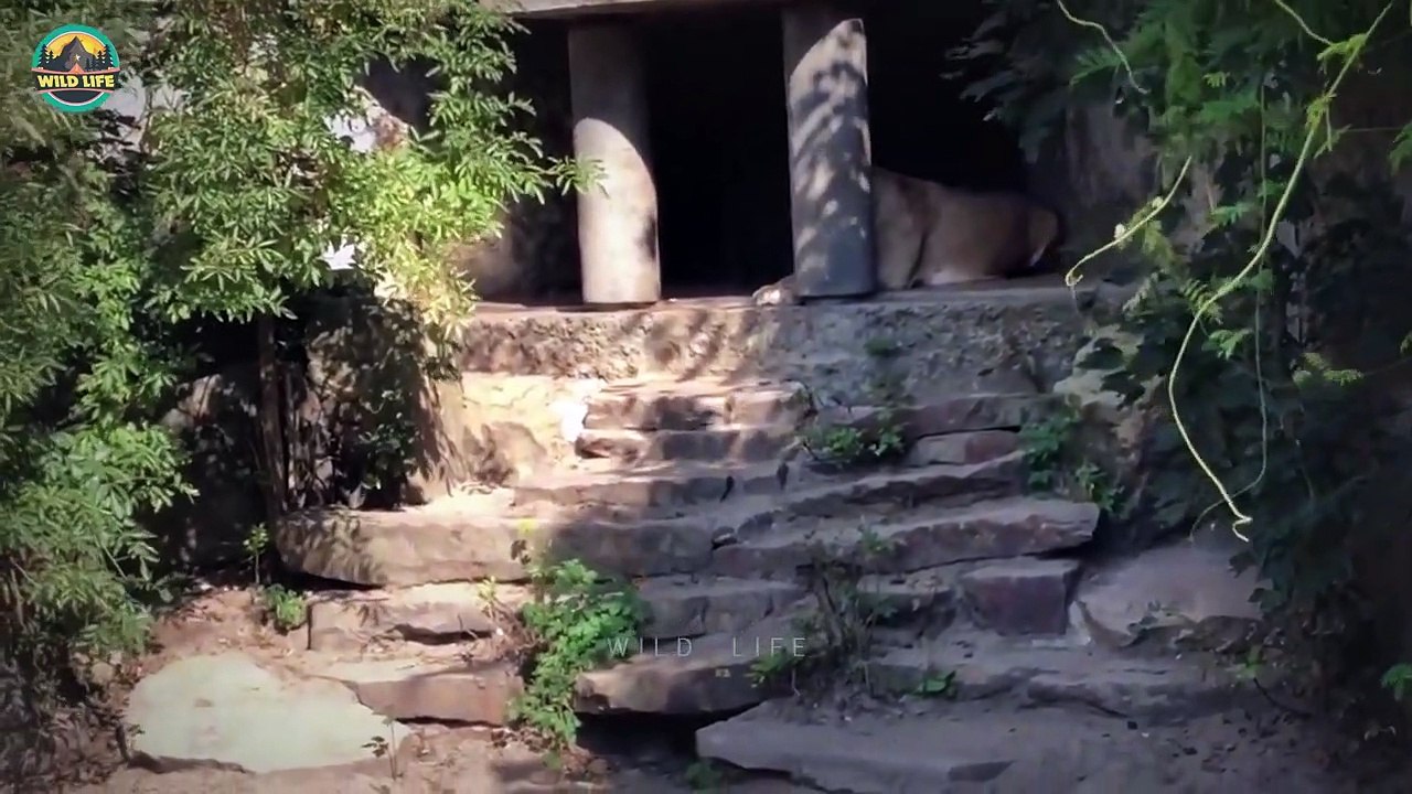 15 Hungry Lions That Made Life Difficult For Their Enemies