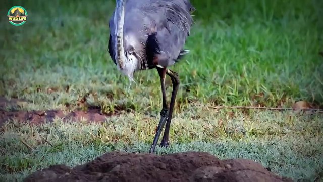 15 Times Birds Swallowed Their Prey Faster Than You Can Blink