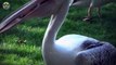 14 Pelicans Ruthlessly Gulping Down Other Animals