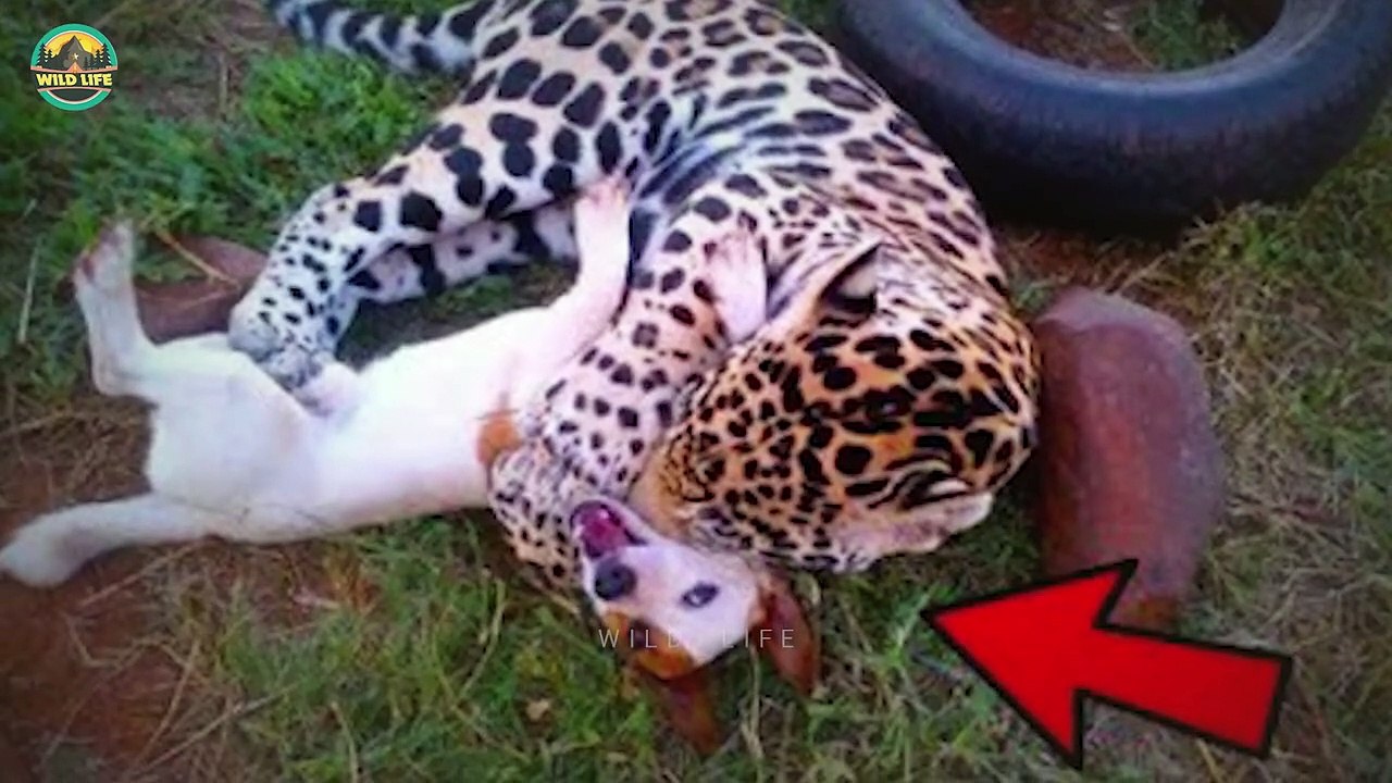 15 Dogs Mercilessly Attacked And Killed By Wild Animals