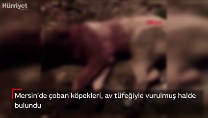 Mersin'de çoban köpekleri, av tüfeğiyle vurulmuş halde bulundu