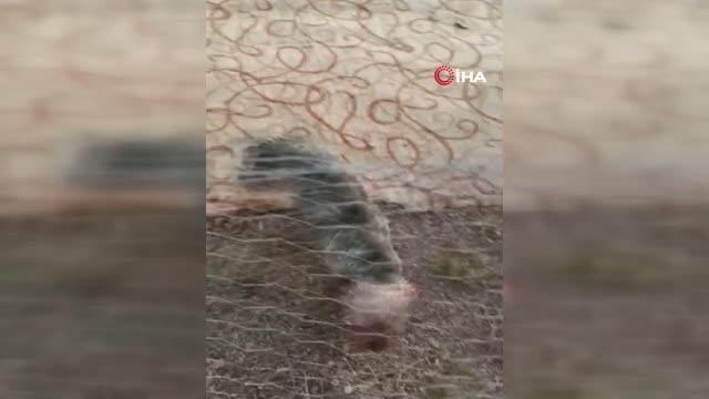 Ankara 3. sayfa: Ankara'da yasa dışı köpek üretimi yapan çiftliğe baskın