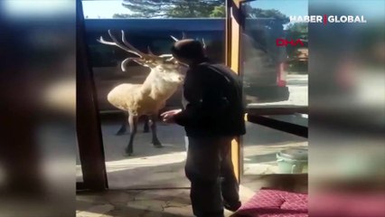 Restoran şefi "git" deyince küsüp giden geyik Mete, Manisa'da bir tarlada bulundu