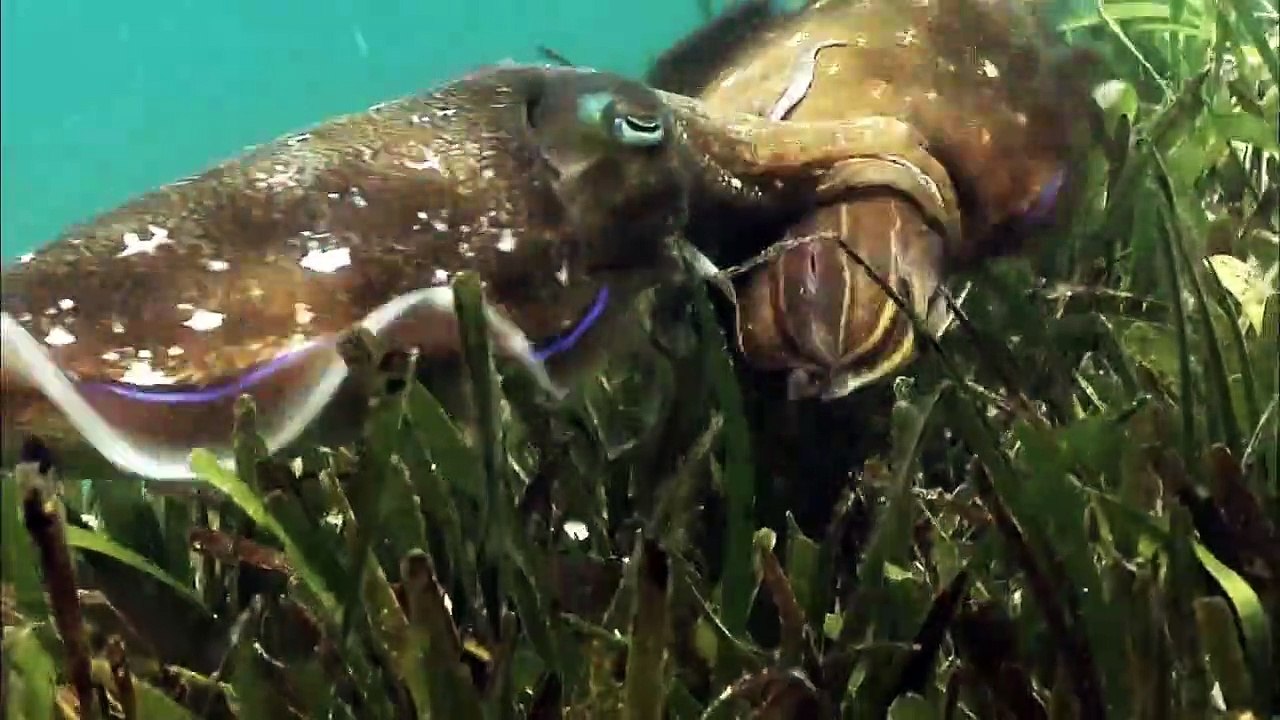 Wunderwelt Ozean Staffel 1 Folge 1 HD Deutsch