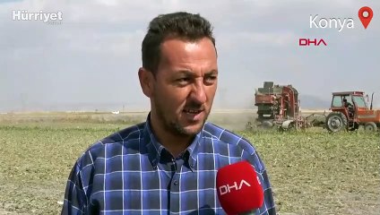 Kuraklık pancarı da vurdu  rekolte yarı yarıya düştü