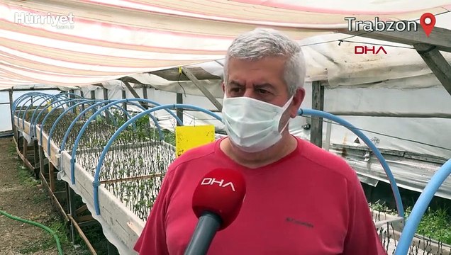 Deneme üretimi sonuç verdi, 'aronya' meyvesi Karadeniz'e yayılıyor