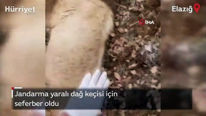 Jandarma yaralı dağ keçisi için seferber oldu