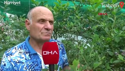 Trabzon'da yaban mersini ekti, yıllık 100 bin TL kazanıyor