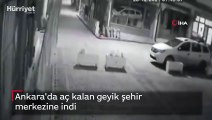 Ankara'da aç kalan geyik şehir merkezine indi