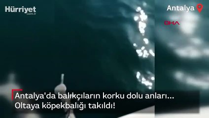 Antalya'da balıkçıların korku dolu anları... Oltaya köpekbalığı takıldı!