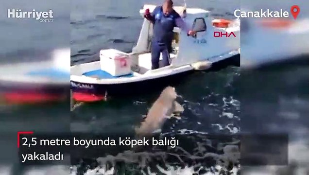 2,5 metre boyunda köpek balığı yakaladı! İşte o anlar