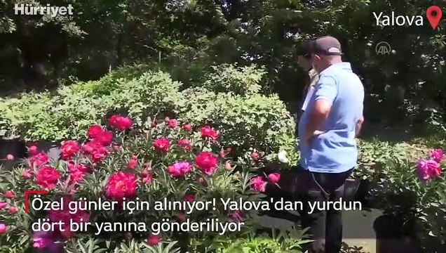 'Şakayık' Yalova'dan yurdun dört bir yanına gönderiliyor