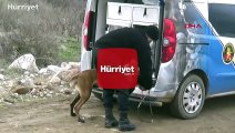 Suda kadavra arama köpekleri Mavi ve Negro ilki başardı