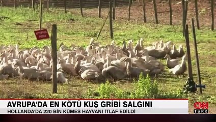 Avrupa'da kuş gribi salgını