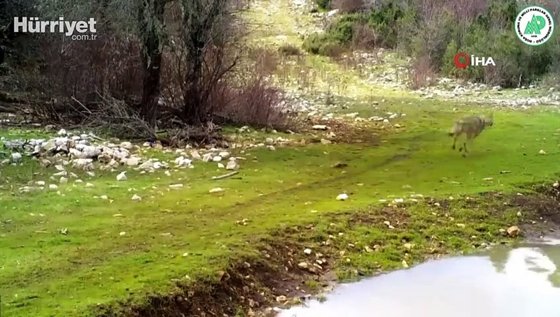 Yaban hayatı foto-kapanlara yansıdı