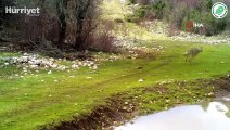 Yaban hayatı foto-kapanlara yansıdı