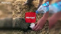 Kaplumbağaya elleriyle su içirdiler