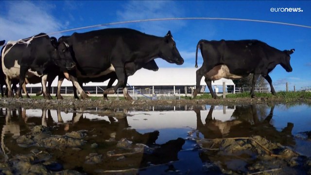 Новая Зеландия первая в мире ввела налог на газовыделение скота