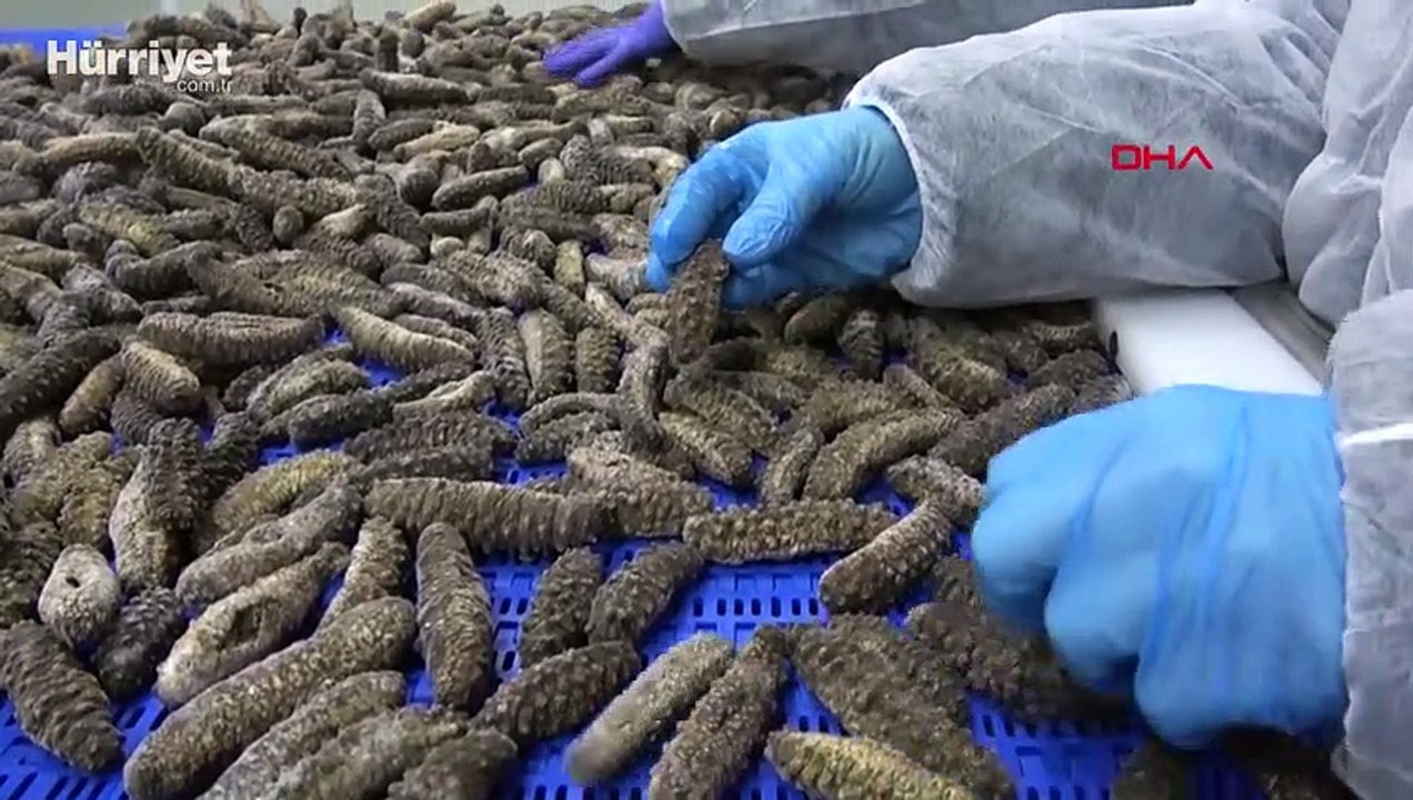 İzmir'den Çin ve Kore'ye 30 milyon dolarlık 'deniz patlıcanı' ihracatı