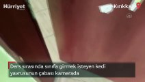 Ders sırasında sınıfa girmek isteyen kedi yavrusunun çabası kamerada