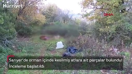 Sarıyer’de orman içinde kesilmiş atlara ait parçalar bulundu! İnceleme başlatıldı