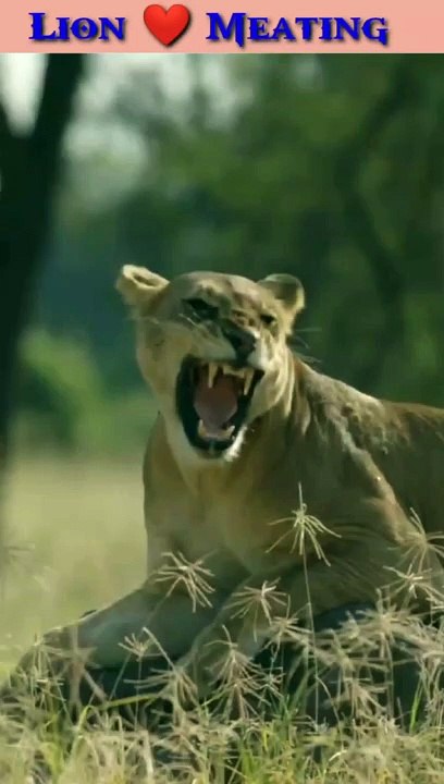 lion lioness meeting #lion #forest