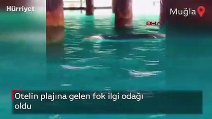 Otelin plajına gelen fok ilgi odağı oldu