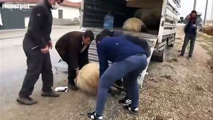 Zehirlendikleri iddia edilen 26 küçükbaş hayvan telef oldu