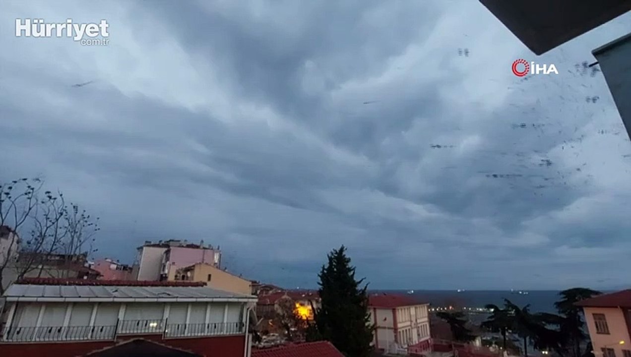 Tekirdağ'da karga istilası: Gökyüzünde korku filmlerini aratmayan görüntüler