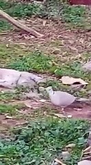 Ait bou Ali tidili massfioua morocco