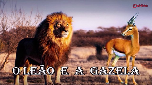 Para Reflexão – O Leão e a Gazela (HD) - Contos e Mensagens de Luz