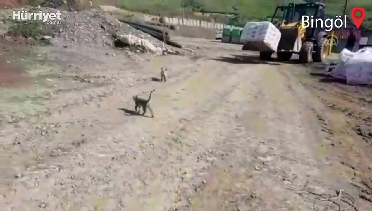 Yavru kedi ve köpeğin dostluğu görenleri şaşırtıyor