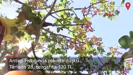 Rekolte düştü! Tarlada 28, tezgahta 120 TL