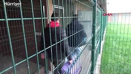 Romanya'dan gelen yolcu otobüsünde 23 yavru köpek bulundu