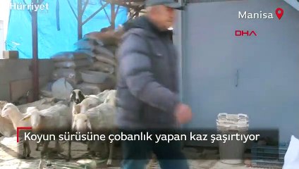 Koyun sürüsüne çobanlık yapan kaz şaşırtıyor